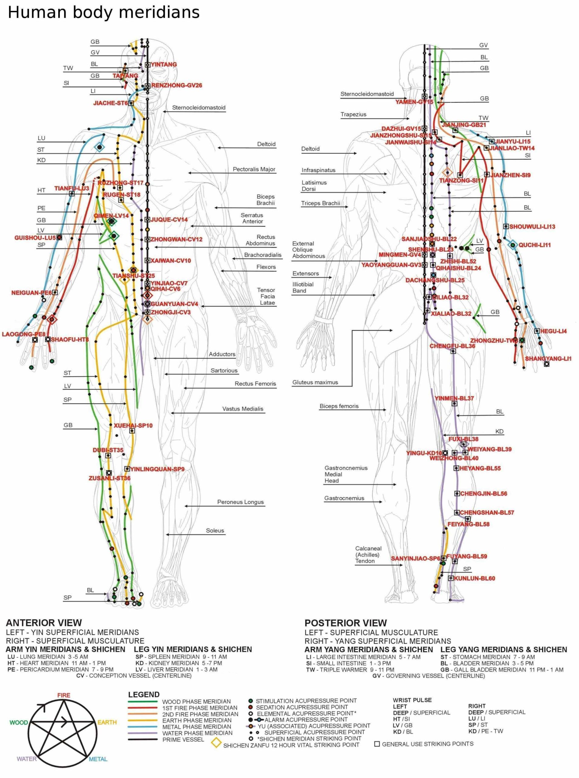 Carte des méridiens et points d’acupuncture en médecine traditionnelle chinoise.